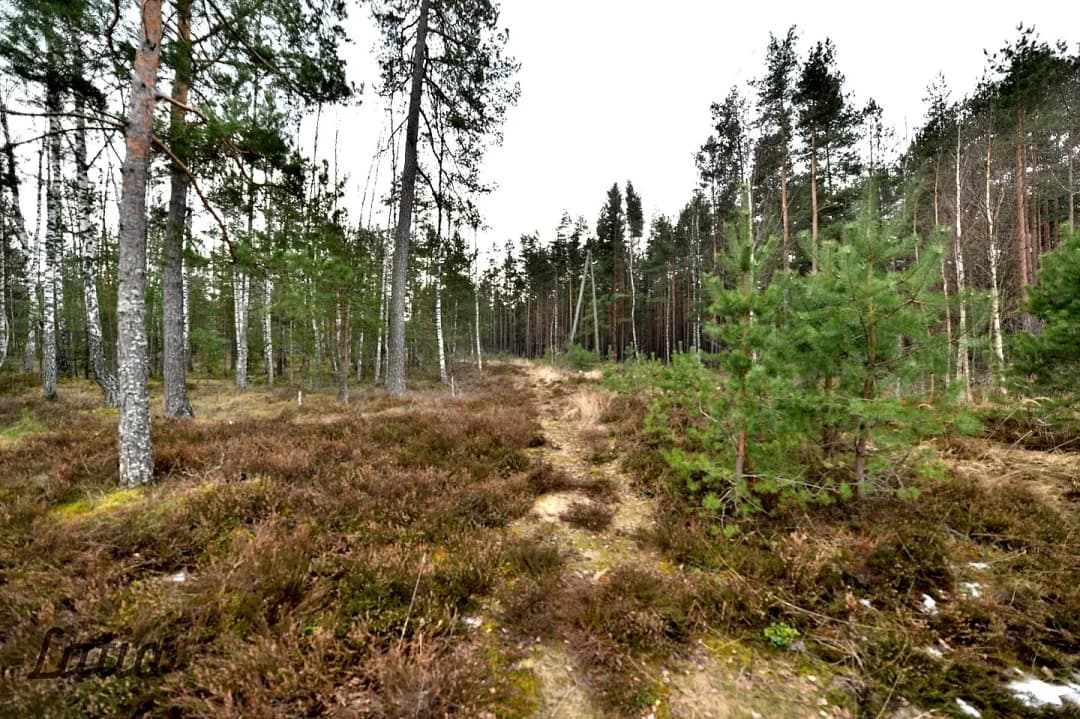 Vecmīlgrāvis, Rīga — bilde 2