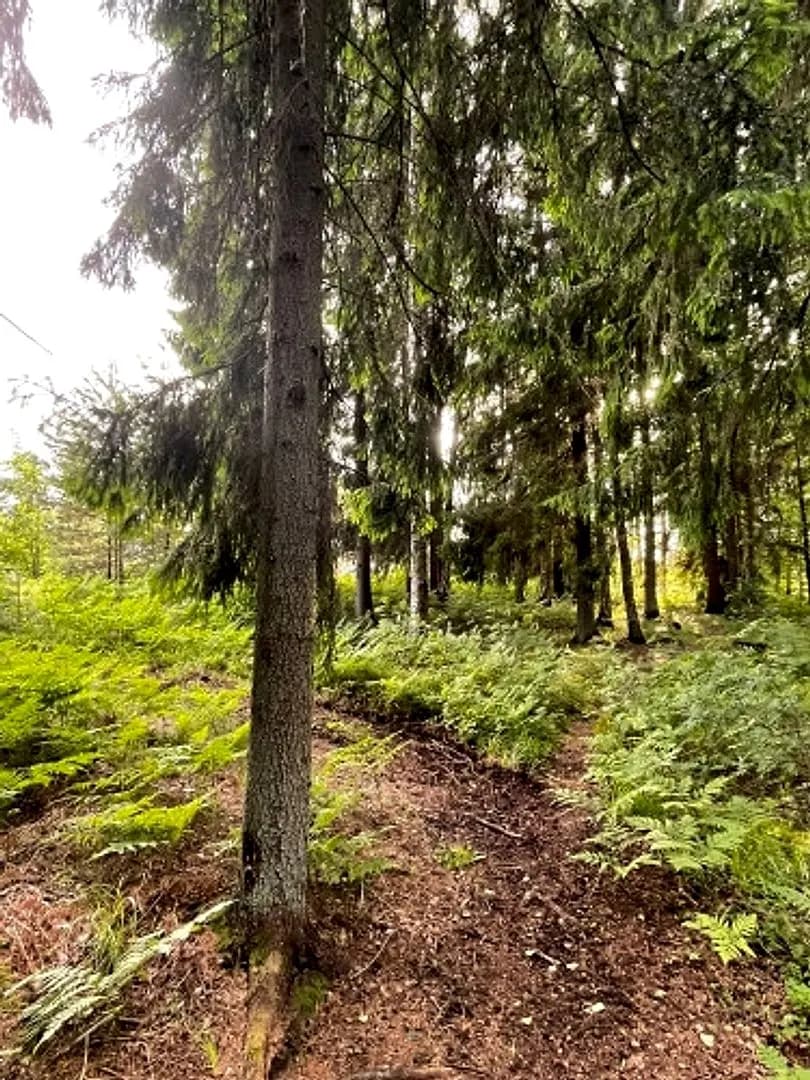 Tiek pārdoti 2 zemesgabali meža ielokā. Nr 195, 678 m2 - 9300 EUR Nr 196, 721 m2 - 9800 EUR — bilde 2
