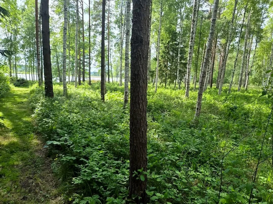 Pārdod skaistu, ainavisku zemes vienību Talsu novadā, Ārlavas pagastā ar skanīgu nosaukumu — bilde 2