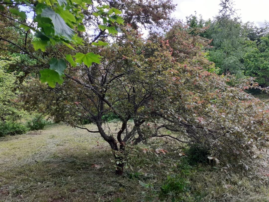 Dižolgāres, Smārdes pagasts, Tukuma novads — bilde 4