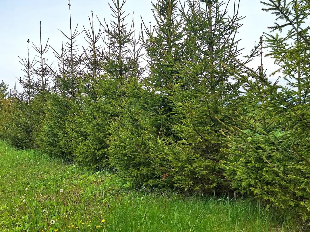 3-ist. Māja, 32600㎡ - Saulkrastu novads, Sējas pagasts — bilde 4