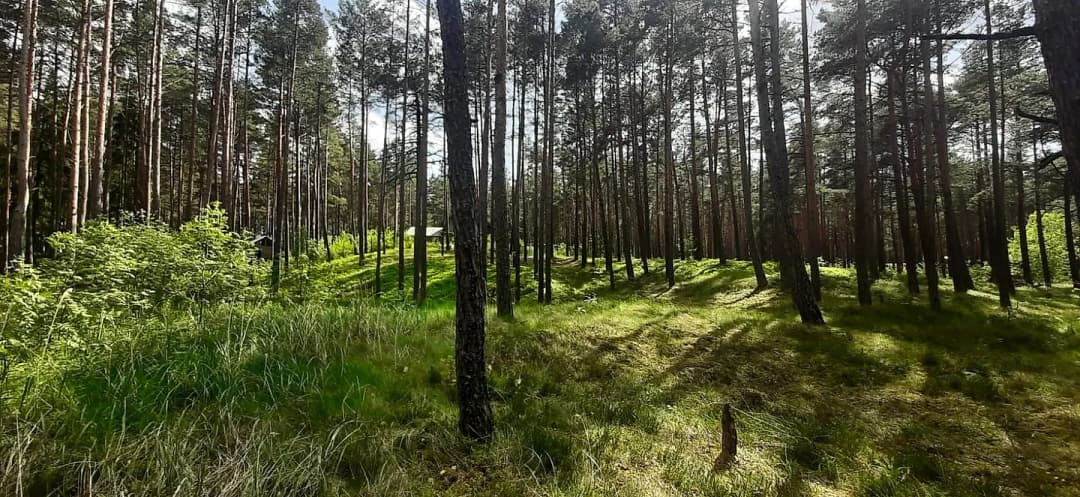 Priedaine, Jūrmala — vēl bildes