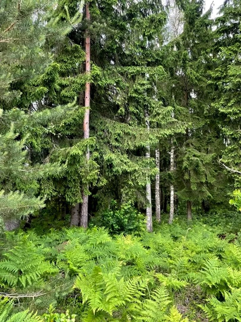 Tiek pārdoti 2 zemesgabali meža ielokā. Nr 195, 678 m2 - 9300 EUR Nr 196, 721 m2 - 9800 EUR — bilde 3