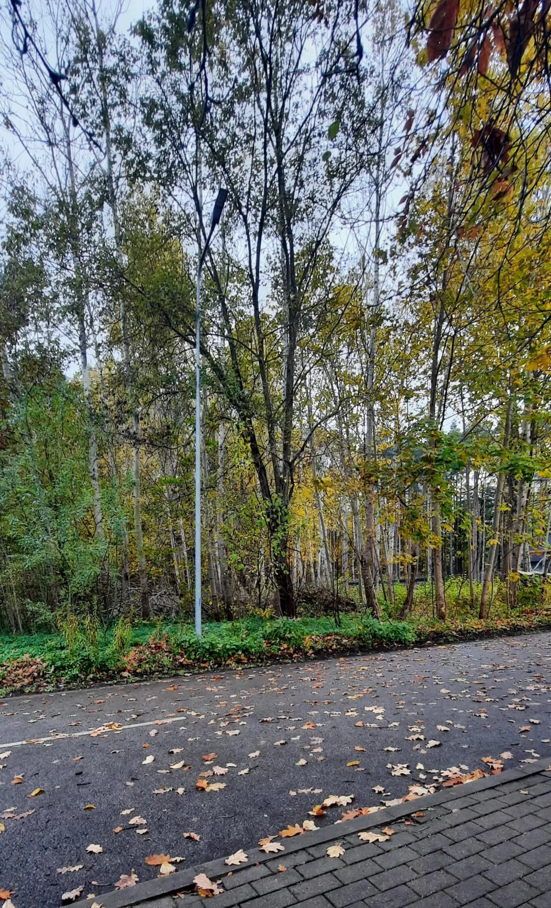 Dumbrāja iela, Imanta, Rīga — bilde 3