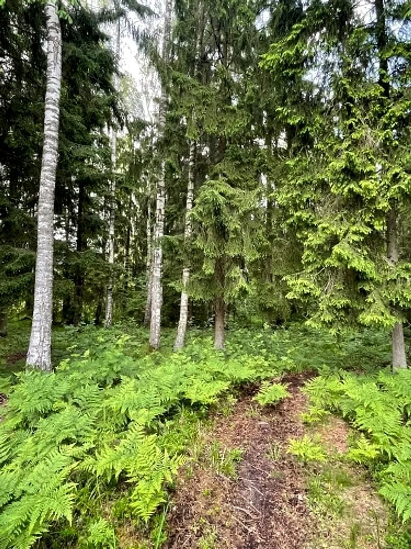 Tiek pārdoti 2 zemesgabali meža ielokā. Nr 195, 678 m2 - 9300 EUR Nr 196, 721 m2 - 9800 EUR — bilde 4