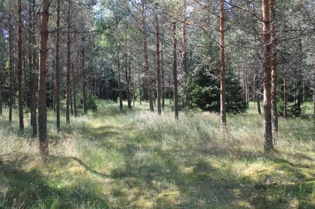 Ēvaži 2, Kolkas pagasts, Talsu novads — bilde 2