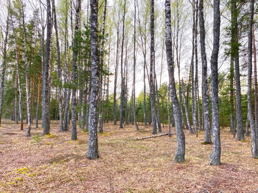 Iļķene, Ādažu pagasts — vēl bildes
