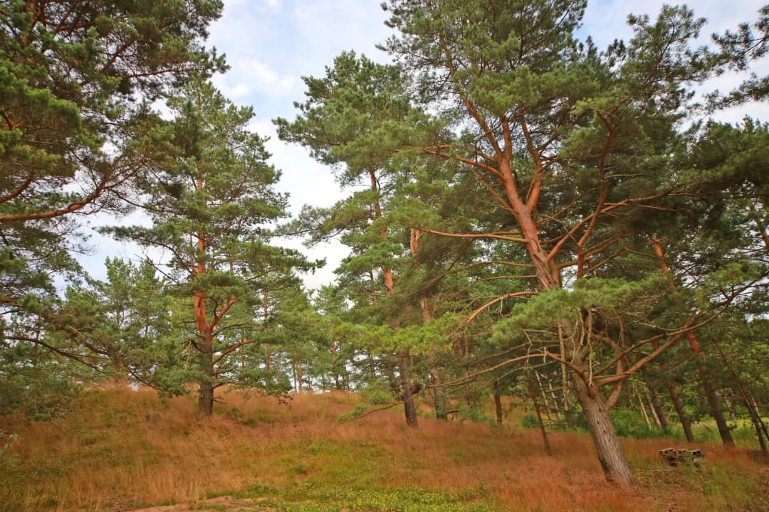 Zābaku iela, Ādažu pagasts, Ādažu novads — bilde 2