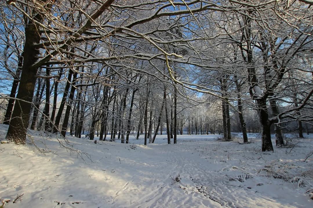 Zeme, 3094㎡ - Rīga, Čiekurkalns — bilde 3